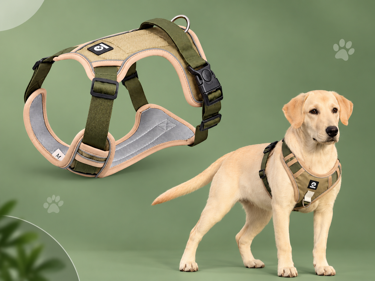 DOGS ACCESSORIES